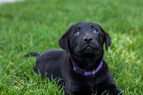 black labrador puppy for sale.